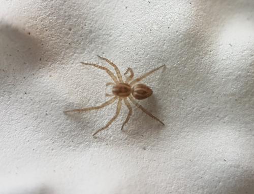 Oxyopes sp.